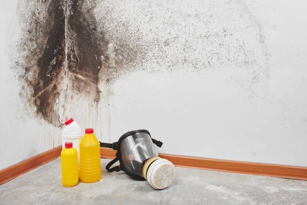 Best Residential Mold Remediation in Ash Grove, MO