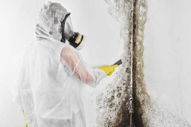Best HVAC Mold Remediation in Ash Grove, MO