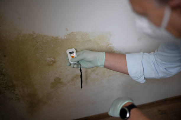 Best Post-Flood Mold Remediation in Ash Grove, MO